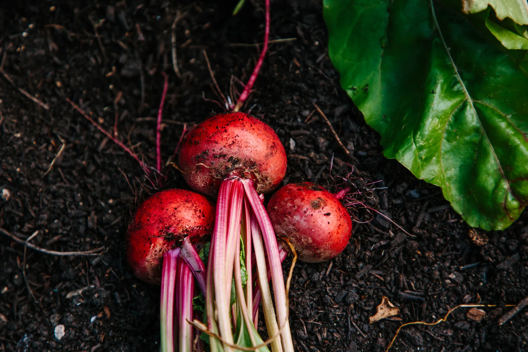 Beetroot Benefits for Men: Erectile Dysfunction and More