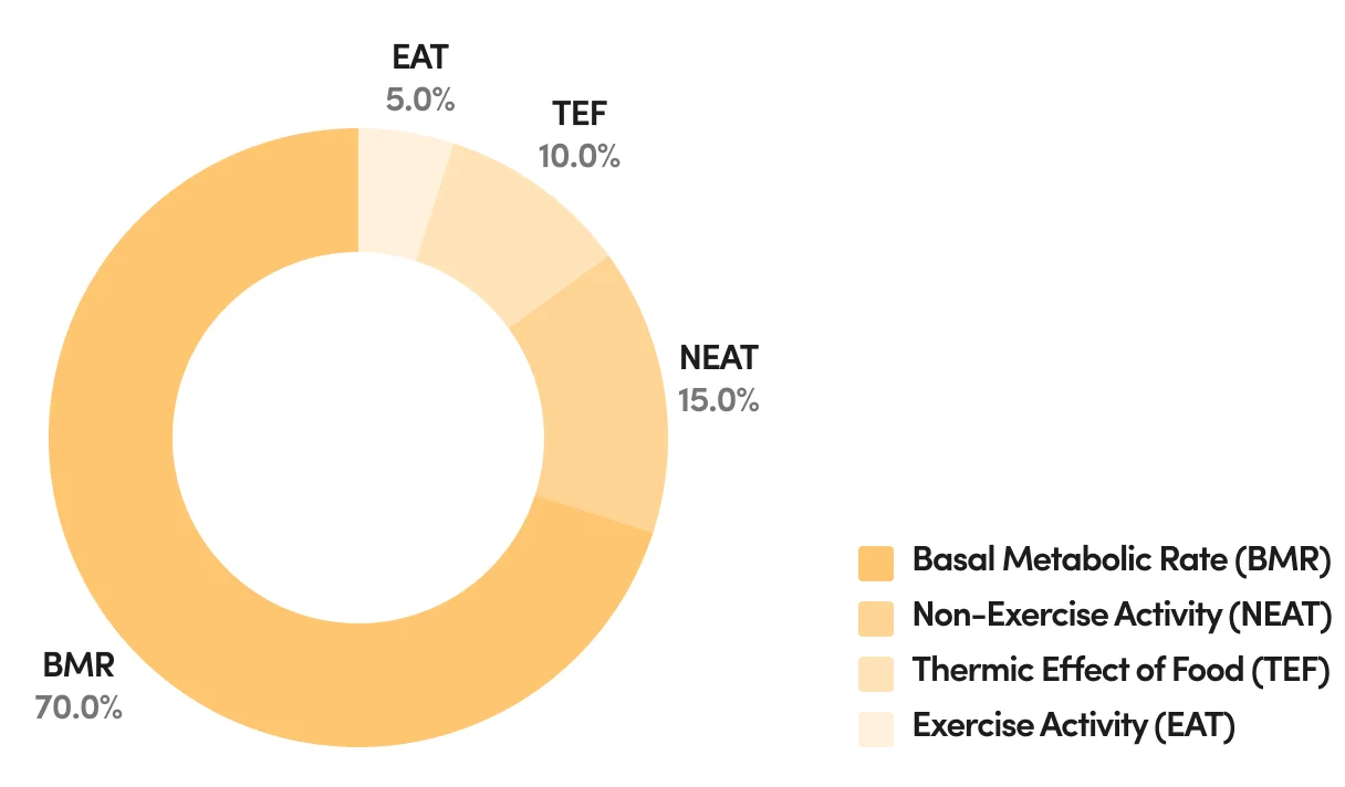 Breakdown of TDEE components
